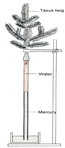 Long-Distance Water Transport of Land Plants